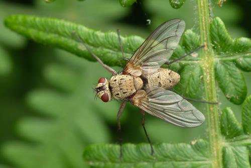 Dinera grisescens